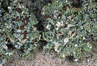 Cladonia subcariosa image