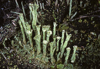 Cladonia sulphurina image