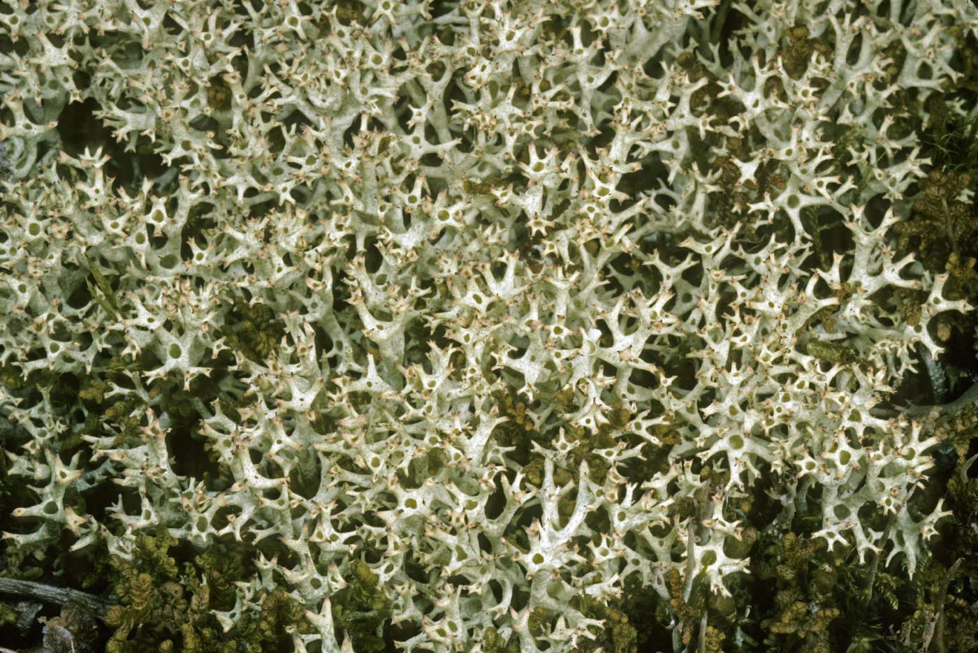 Cladonia uncialis image