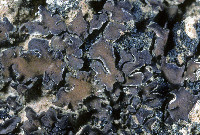 Clavascidium lacinulatum image