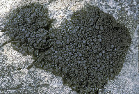 Enchylium polycarpon image