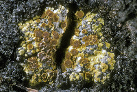 Gyalolechia bracteata image