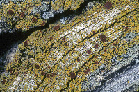 Gyalolechia epiphyta image