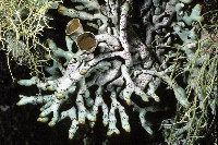 Hypogymnia apinnata image