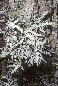 Hypogymnia enteromorpha image