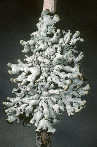Hypogymnia enteromorpha image