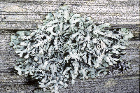 Hypogymnia enteromorpha image