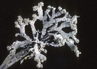 Image of Cavernularia hultenii