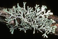 Hypogymnia hultenii image