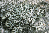 Hypogymnia hultenii image