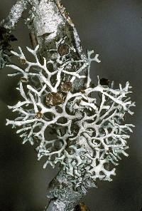 Hypogymnia imshaugii image