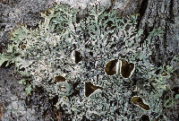 Image of Cavernularia lophyrea
