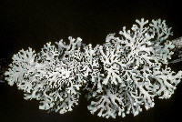 Hypogymnia physodes image