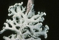 Hypogymnia tubulosa image