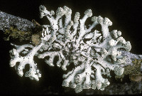 Hypogymnia tubulosa image