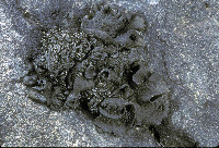 Lathagrium undulatum image
