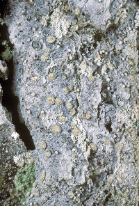 Image of Lecanactis abietina
