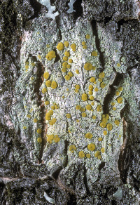 Image of Lecanora symmicta