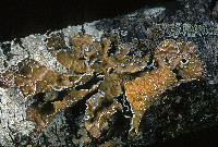 Lobaria anomala image