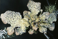 Lobarina scrobiculata image