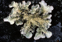 Lobarina scrobiculata image