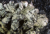 Lobarina scrobiculata image