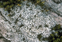 Megaspora verrucosa image