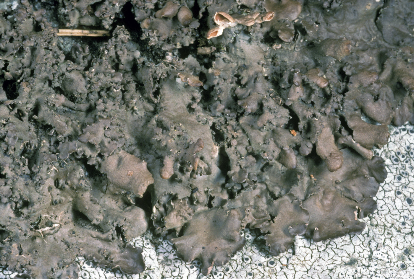 Nephroma laevigatum image