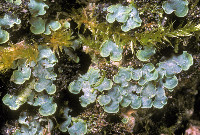 Normandina pulchella image