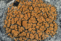 Image of Caloplaca cladodes
