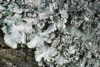 Parmotrema crinitum image