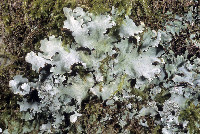 Parmotrema crinitum image