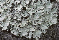 Parmotrema reticulatum image