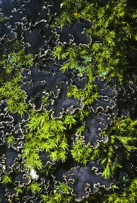 Peltigera collina image