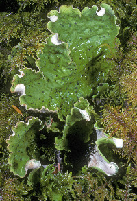 Peltigera leucophlebia image