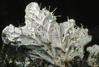 Peltigera membranacea image