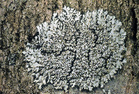 Phaeophyscia ciliata image
