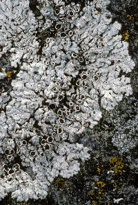 Physcia caesia image