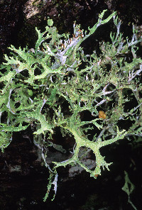 Platismatia stenophylla image
