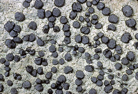 Porpidia albocaerulescens image
