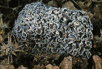 Psora decipiens image