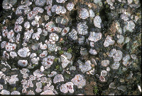 Psora decipiens image