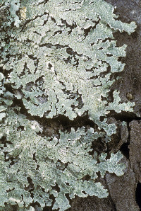 Punctelia perreticulata image