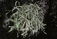 Ramalina farinacea image