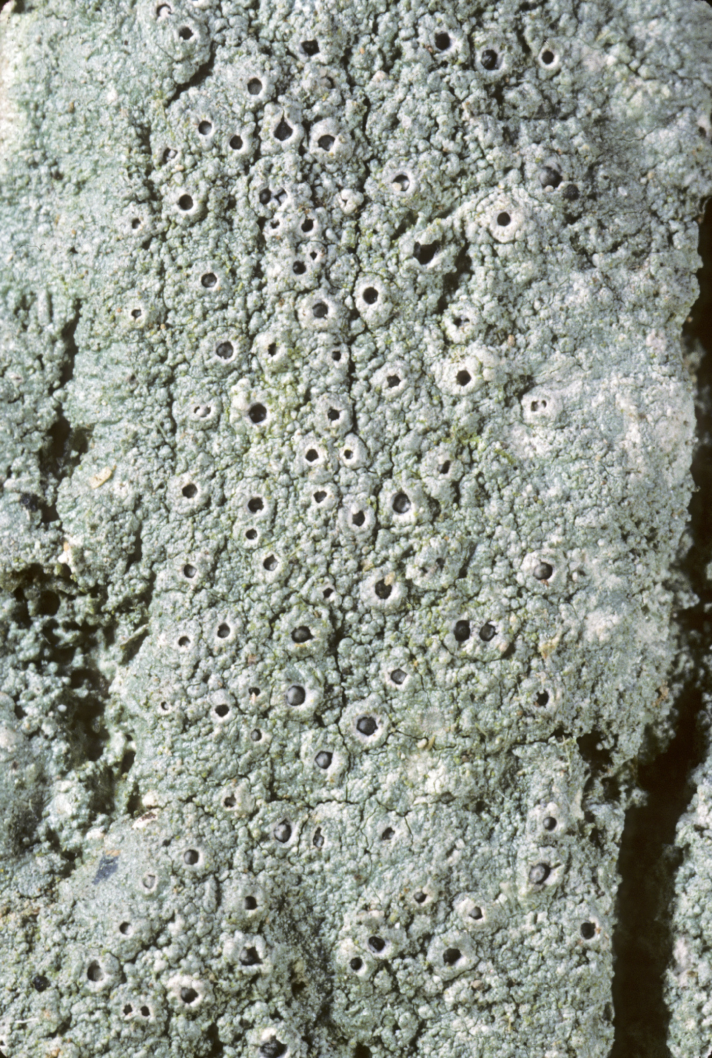 Rhabdodiscus granulosus image