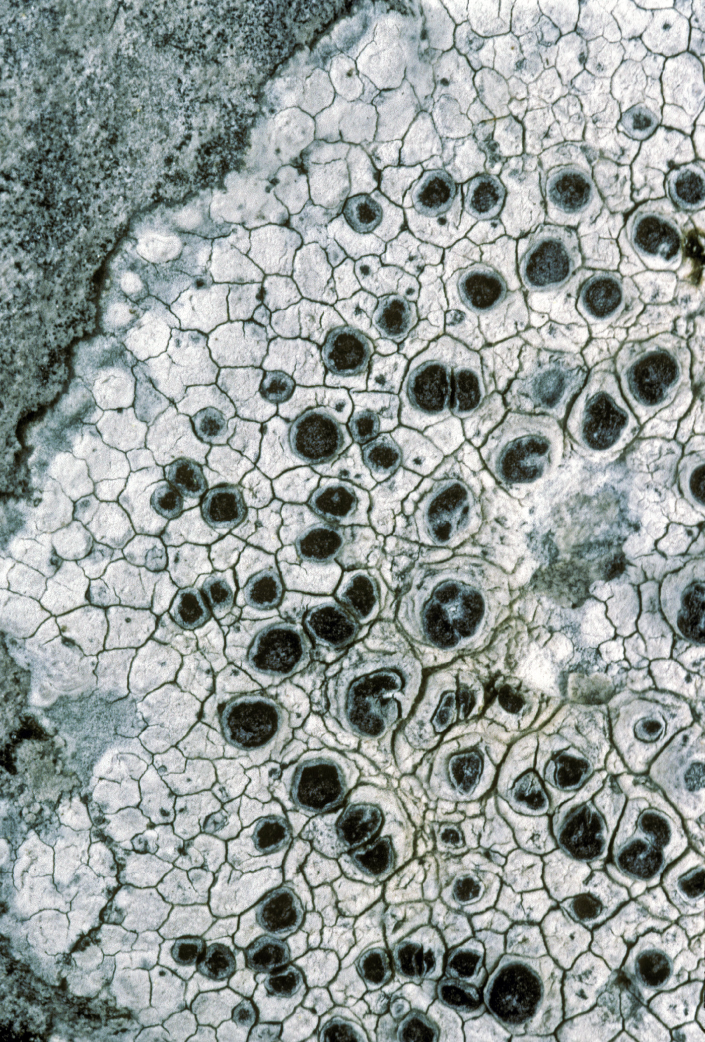 Rhizocarpon chioneum image
