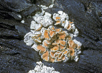 Rhizoplaca chrysoleuca image