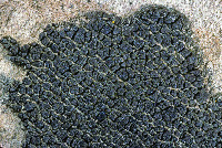 Staurothele areolata image