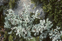 Stereocaulon alpinum image