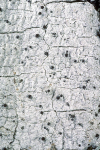 Stictis urceolatum image